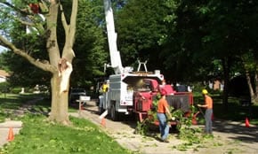 Emergency tree removal