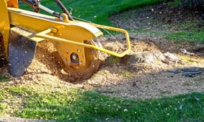 Stump Grinding And Removal
