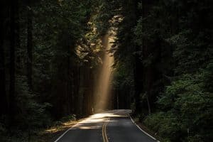 conifers, sunlight, road
