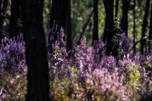 forest, heather, purple