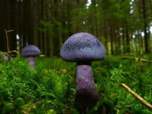 mushrooms, violet webcap, forest floor