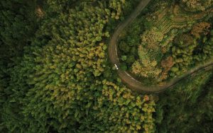 drone, forest, tree