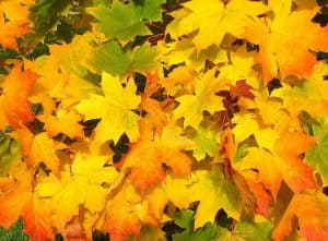 leaves, maple, autumn