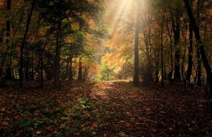 autumn, sunbeams, forest