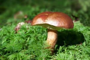 mushroom, bay bolete, boletus badius