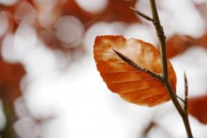 leaves, autumn, season