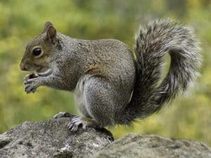 squirrel, rodent, foraging