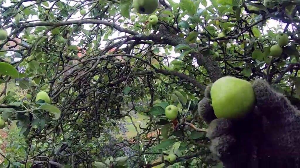 Besværlig Beskæring af Æbletræ