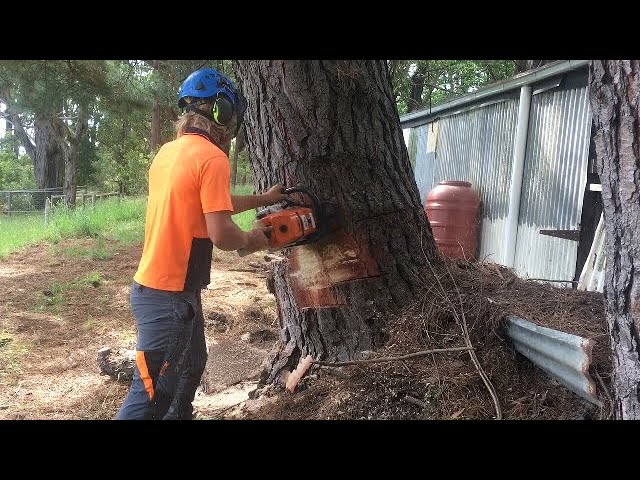 Felling a Tree with a bore cut